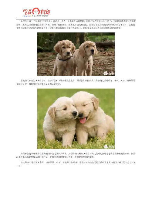 手把手教你饲养金毛巡回幼犬
