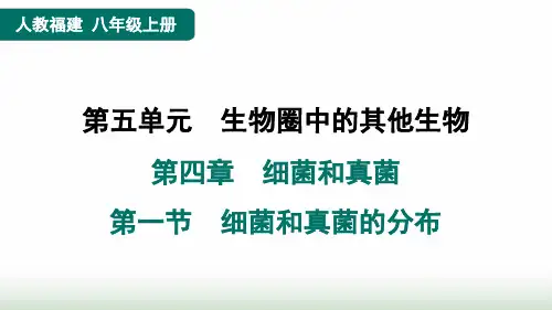 人教版八年级生物上册第五单元第四章细菌和真菌第一节细菌和真菌的分布课件