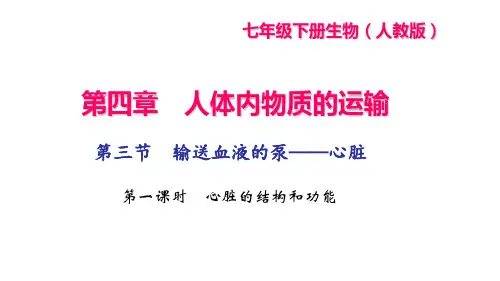人教版七年级生物下册作业课件(RJ) 第四章  人体内物质的运输 第三节 第一课时 心脏的结构和功能
