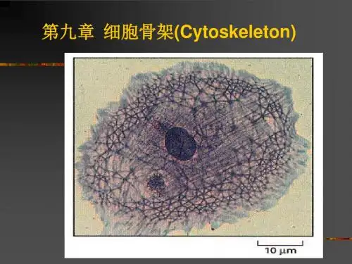 第9章 细胞骨架