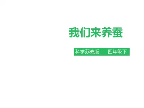 四年级下册科学课件2.1我们来养蚕苏教版