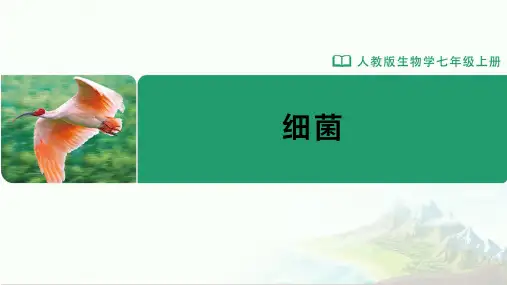 七年级-人教版(2024新版)-生物-上册-[课件]初中生物学-七年级上册-第三章第二节-细菌