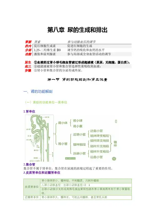 生理学泌尿系统侯英健老师笔记(一)