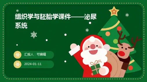 组织学与胚胎学课件——泌尿系统