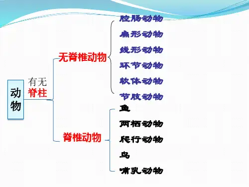 人教版八年级生物上册  第五单元第一章第四节  鱼(35张PPT)