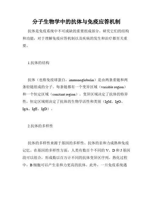 分子生物学中的抗体与免疫应答机制