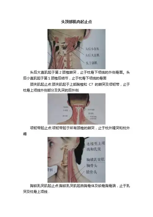 头颈部肌肉起止点