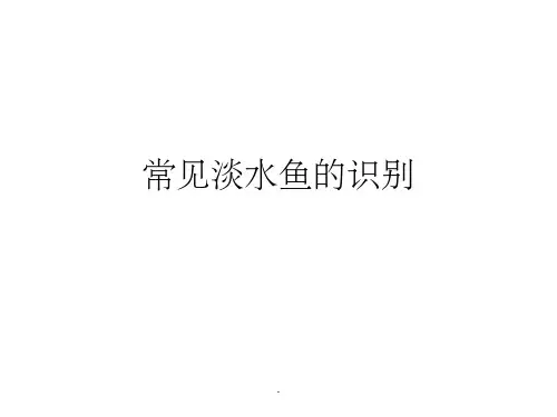 常见淡水鱼PPT课件