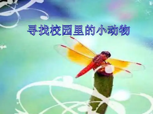 三年级科学上《寻找校园里的小动物》课件