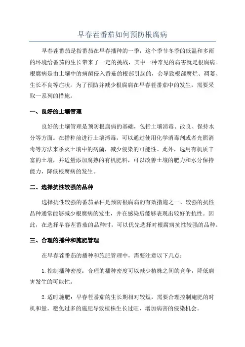 早春茬番茄如何预防根腐病