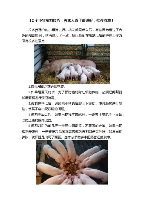 12个小猪阉割技巧，养猪人看了都说好，推荐收藏！
