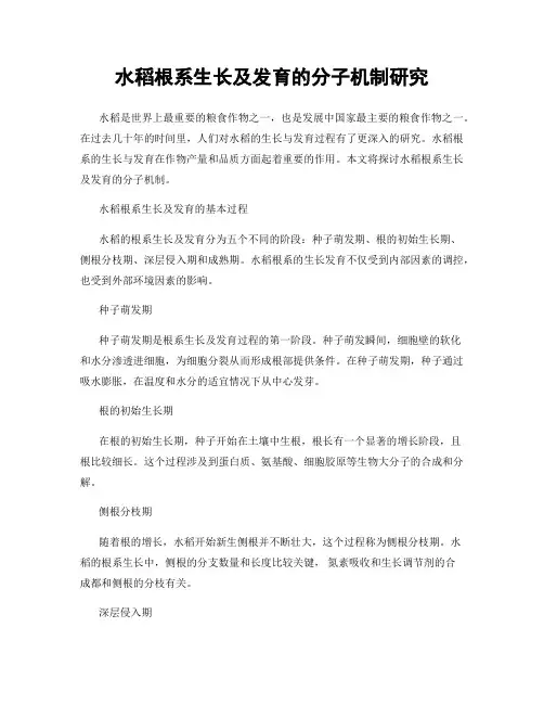 水稻根系生长及发育的分子机制研究
