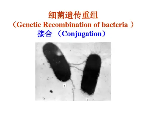 细菌接合
