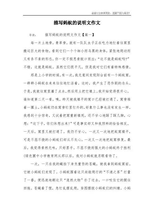 描写蚂蚁的说明文作文