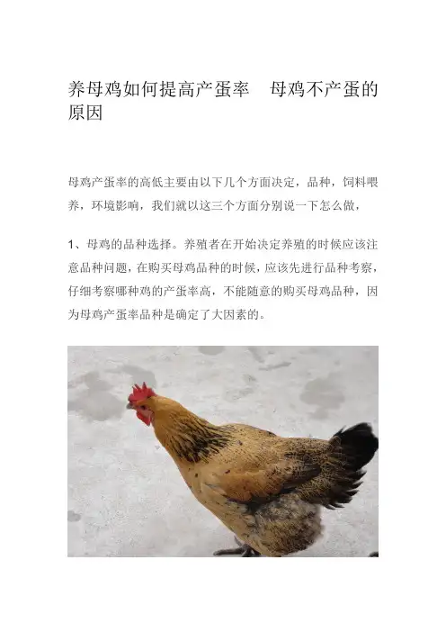 养母鸡如何提高产蛋率  母鸡不产蛋的原因