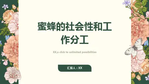 蜜蜂的社会性和工作分工