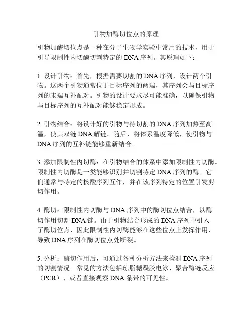 引物加酶切位点的原理