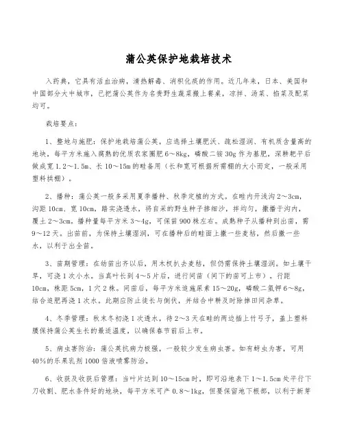 蒲公英保护地栽培技术