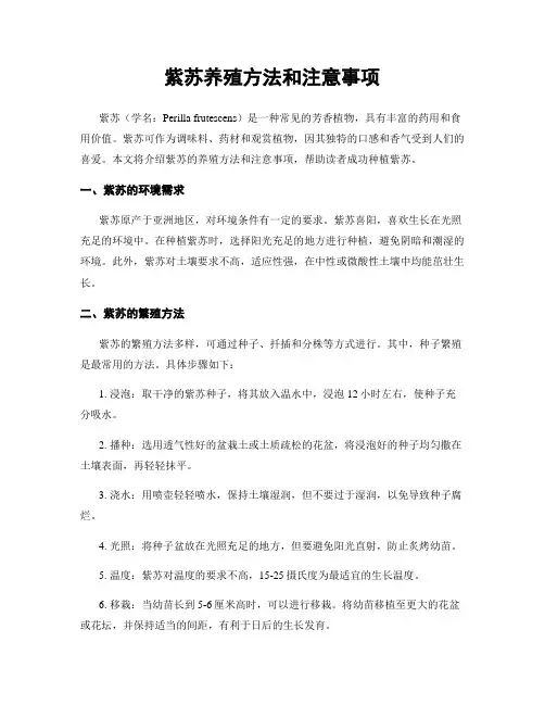 紫苏养殖方法和注意事项