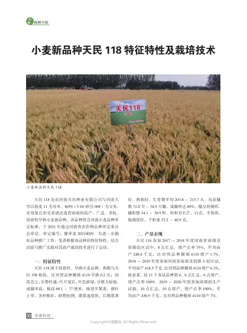 小麦新品种天民118_特征特性及栽培技术