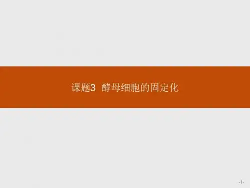 人教版生物选修一课件 4.3 酵母细胞的固定化