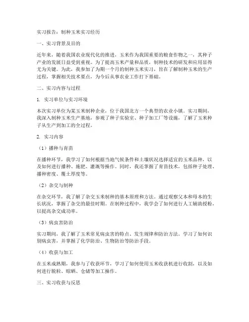 制种玉米实习报告