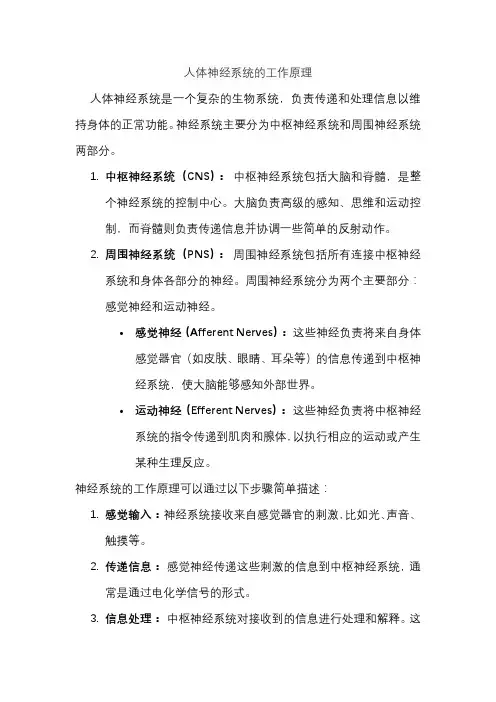 人体神经系统的工作原理
