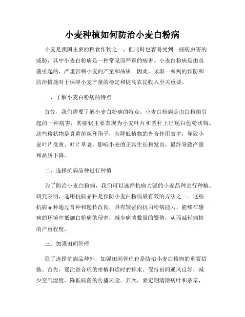 小麦种植如何防治小麦白粉病