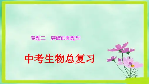 人教版生物中考复习课件：专题二_突破识图题型