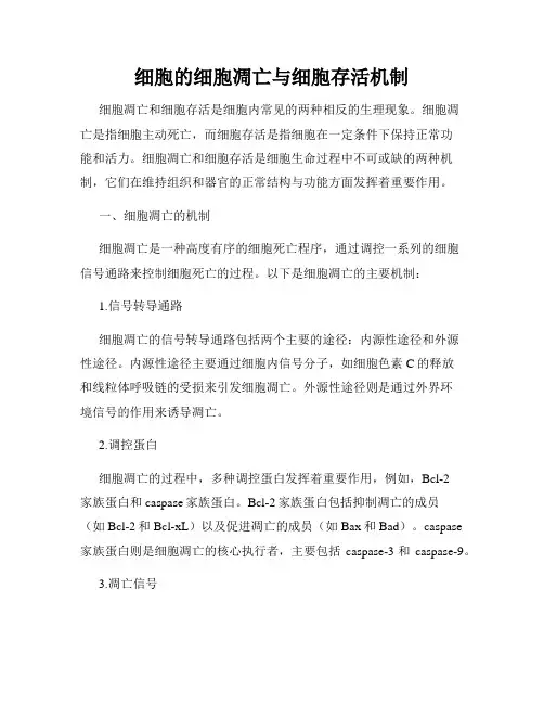 细胞的细胞凋亡与细胞存活机制