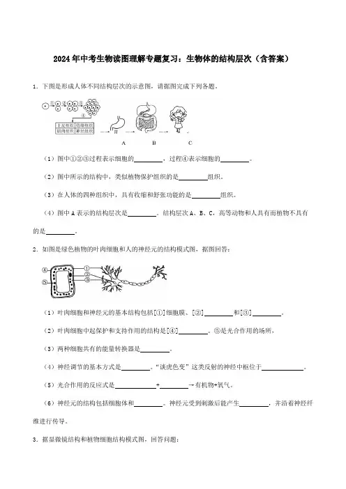 2024年中考生物读图理解专题复习：生物体的结构层次(含答案)