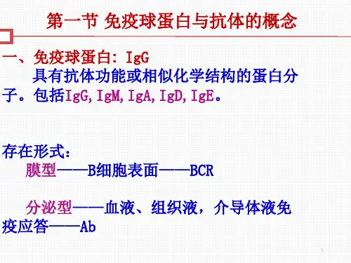 免疫球蛋白单体的结构