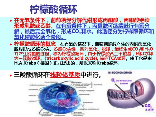 柠檬酸循环