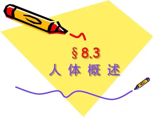 人体概述