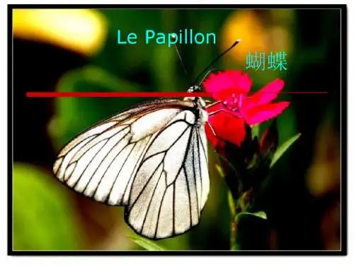 法国电影《蝴蝶》鉴赏