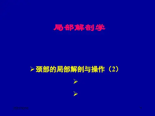 局部解剖  颈部2