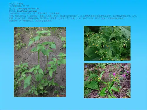 各种常见的杂草图谱及学名