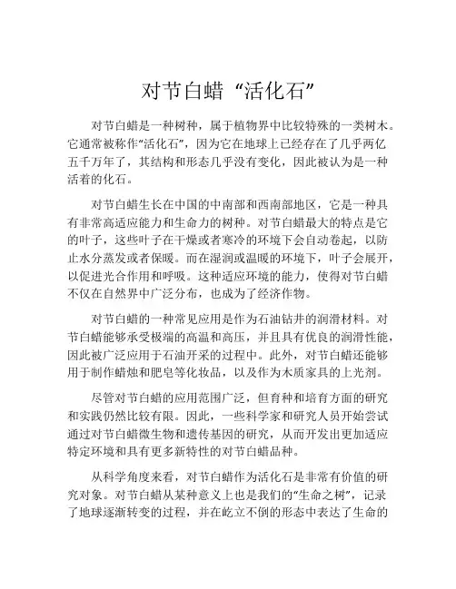 对节白蜡 “活化石”