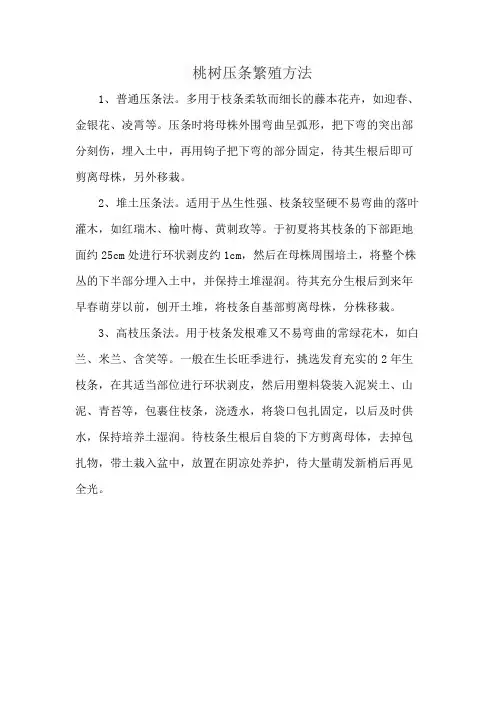 桃树压条繁殖方法