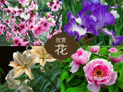 初中美术_扮靓生活的花卉纹样教学课件设计