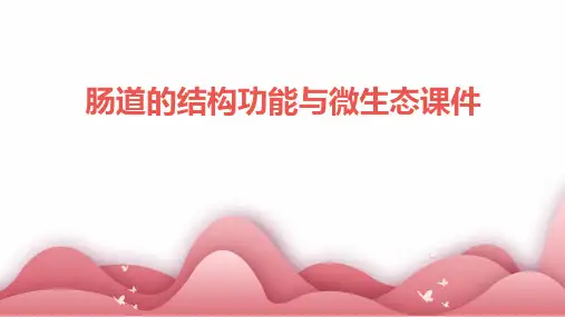 肠道的结构功能与微生态课件