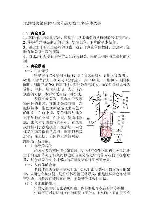 [指南]洋葱根尖染色体观察