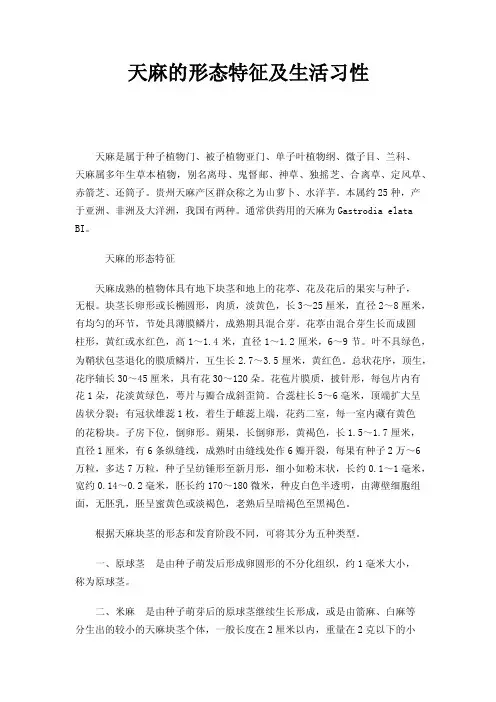 天麻的形态特征及生活习性