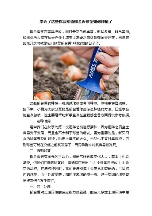 学会了这些你就知道郁金香球茎如何种植了