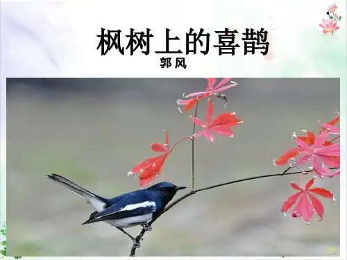 枫树上的喜鹊课件PPT