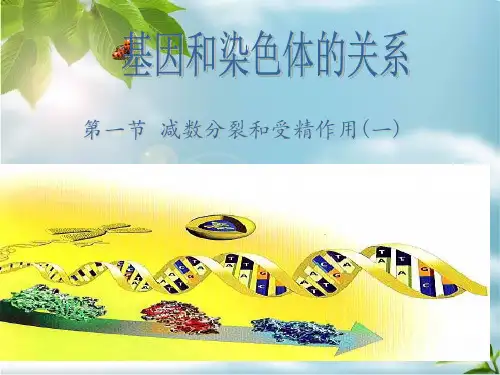减数分裂(精子和卵细胞的形成)ppt课件