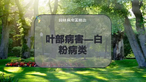 叶部病害—白粉病类