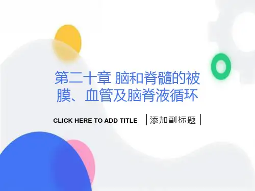 人体解剖学：脑膜脑血管