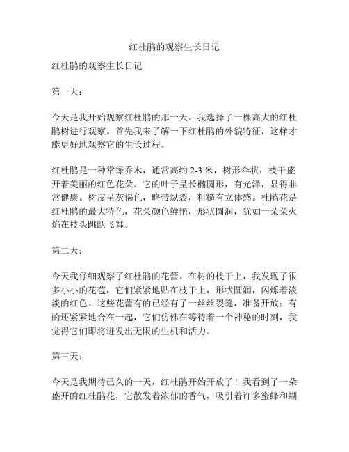 红杜鹃的观察生长日记