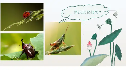 昆虫备忘录ppt课件